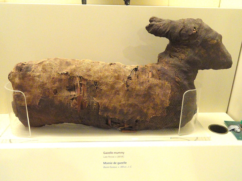 https://upload.wikimedia.org/wikipedia/commons/thumb/a/a7/Gazelle_mummy%2C_Egypt%2C_Late_Period%2C_c._300_BC_-_Royal_Onta rio_Museum_-_DSC09744.JPG/1024px-Gazelle_mummy%2C_Egypt%2C_Late_Period%2C_c._ 300_BC_-_Museo_Real_de_Ontario_ -_DSC09744.JPG -_DSC09744.JPG